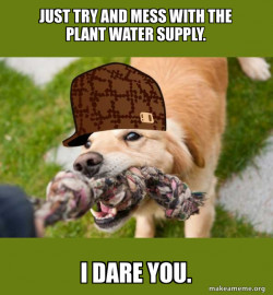Scumbag dog