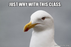 Stuff That Didn't Happen Seagull