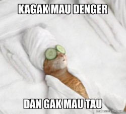 Pampered Cat Meme
