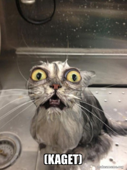 Cat bath