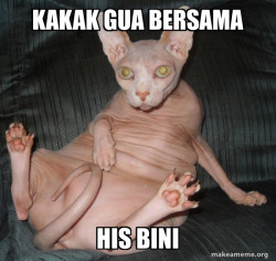 Hairless Cat