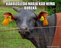 Hairless Cow