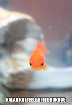 Grumpy Fish