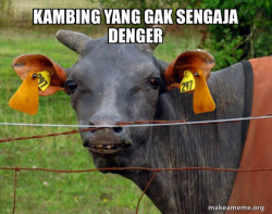 Hairless Cow