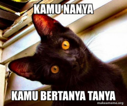 Overly Attached Cat