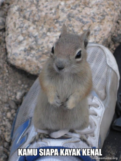 Standover Squirrel
