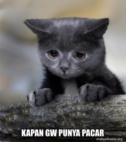 Confession Cat