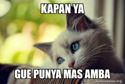 First World Cat Problems