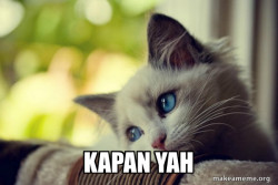 First World Cat Problems