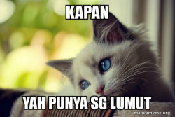 First World Cat Problems
