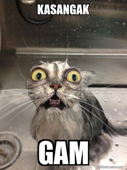 Cat bath Aceh 