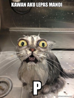 Cat bath