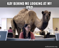 Hump Day Camel