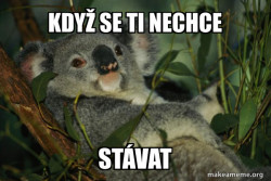 Laid Back Koala