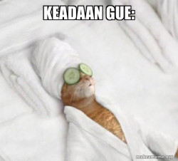 Pampered Cat Meme