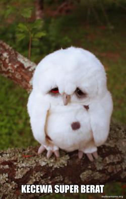 Sad Owl
