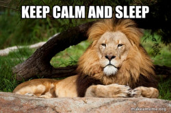 Contemplative Lion