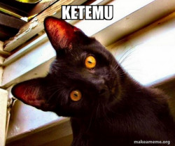 Overly Attached Cat