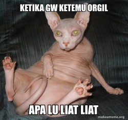 Hairless Cat