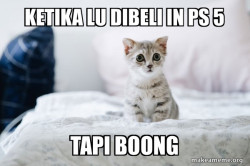 Cute Kitten