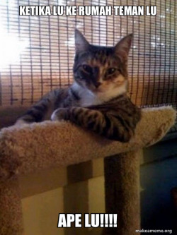 The Most Interesting Cat in the World