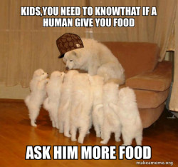 Scumbag Storytelling Dog