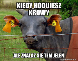 Hairless Cow