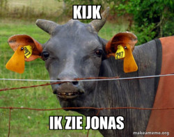 Hairless Cow