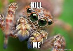 Hipster Spider