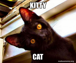 Overly Attached Cat