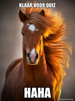 Ridiculously photogenic horse