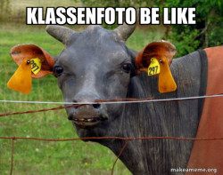 Hairless Cow