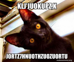 Overly Attached Cat