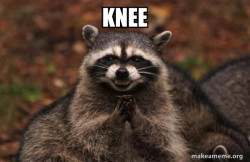 Evil Plotting Raccoon