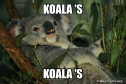 Laid Back Koala