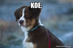 Unsure Dog
