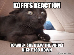 Schitzo Cat