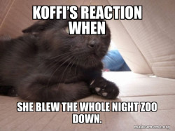 Schitzo Cat