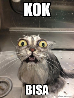 Cat bath