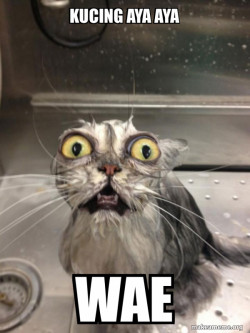 Cat bathroom 