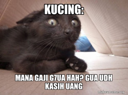 Schitzo Cat