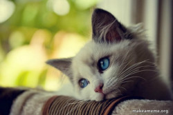 Kucing sad 