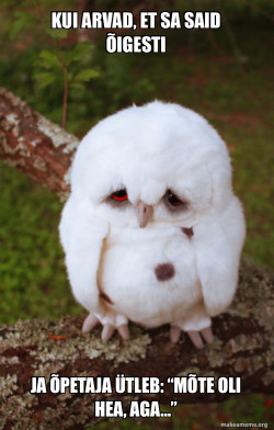 Sad Owl