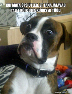 Skeptical Dog