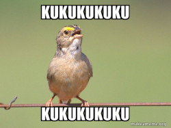 Common Opinion Sparrow