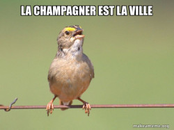 Common Opinion Sparrow