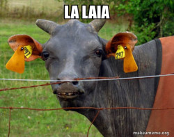 Hairless Cow