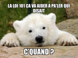 Popular Opinion Bear