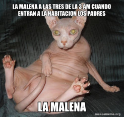 Hairless Cat