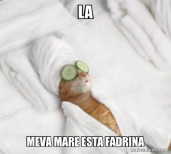 Pampered Cat Meme